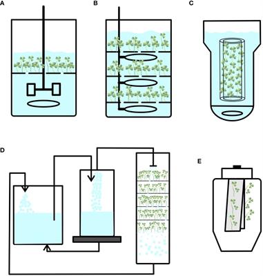 Bioreactor systems for micropropagation of plants: present scenario and future prospects